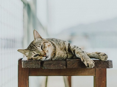 kastrakcja i sterylizacja kotow bezdomnych zywiec projekt