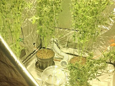 Zabezpieczyli 5 kg narkotyków