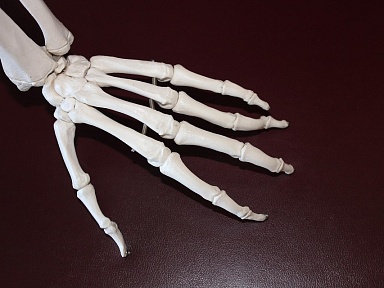 Ten receptor odpowiada za mocne kości