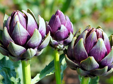 To niepozorne warzywo pomaga wzmocnić pamięć i obniżyć cholesterol